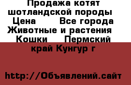 Продажа котят шотландской породы › Цена ­ - - Все города Животные и растения » Кошки   . Пермский край,Кунгур г.